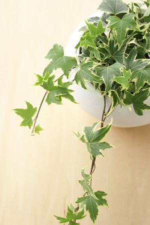 パライバトルマリンの婚約指輪は有効か